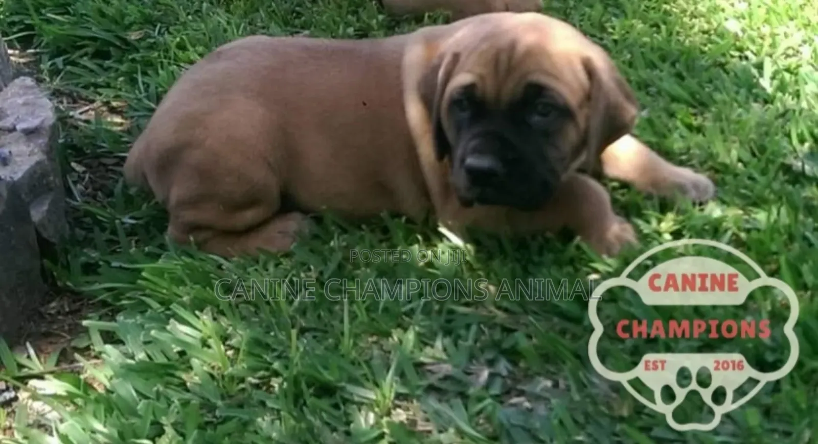 1-3 months Female Purebred Boerboel