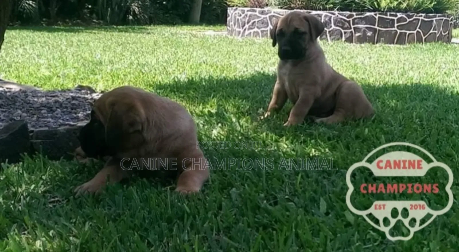 1-3 months Female Purebred Boerboel