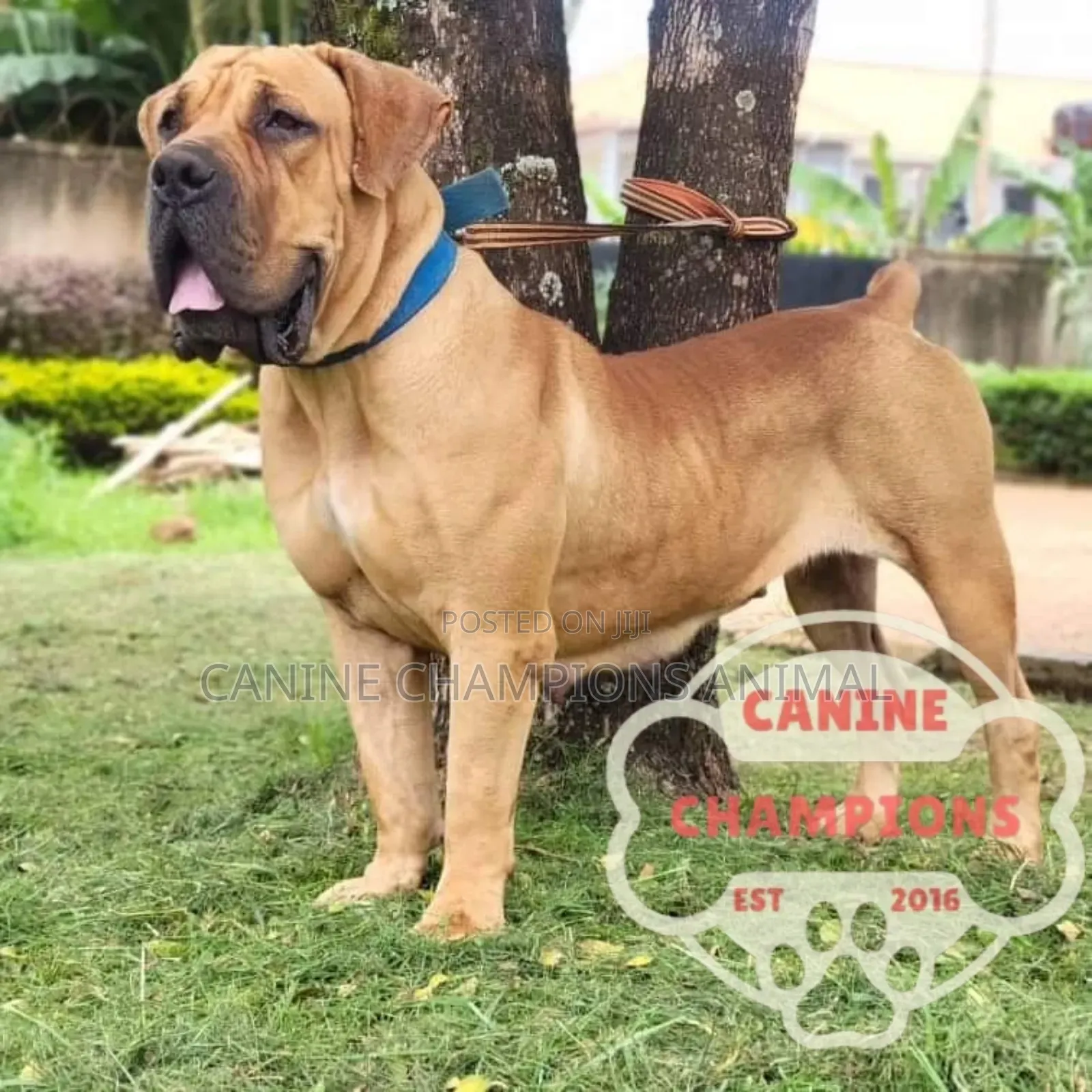 1-3 months Female Purebred Boerboel