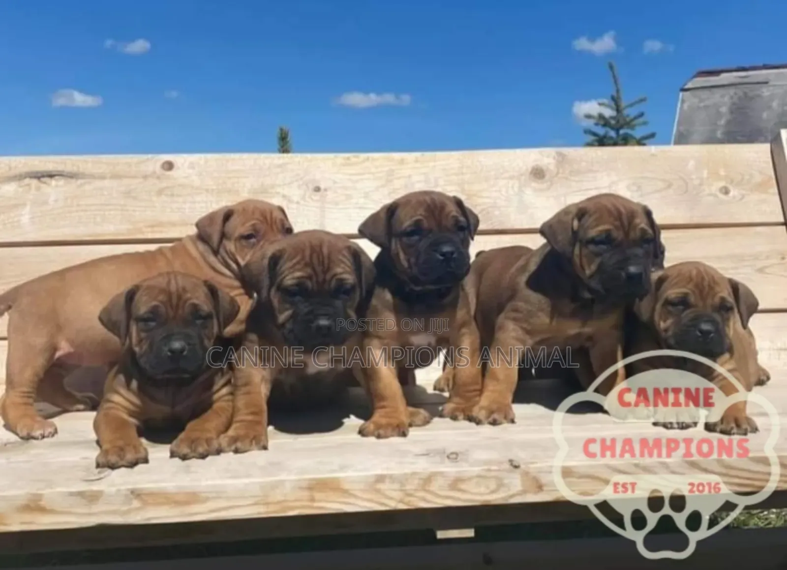 1-3 months Female Purebred Boerboel