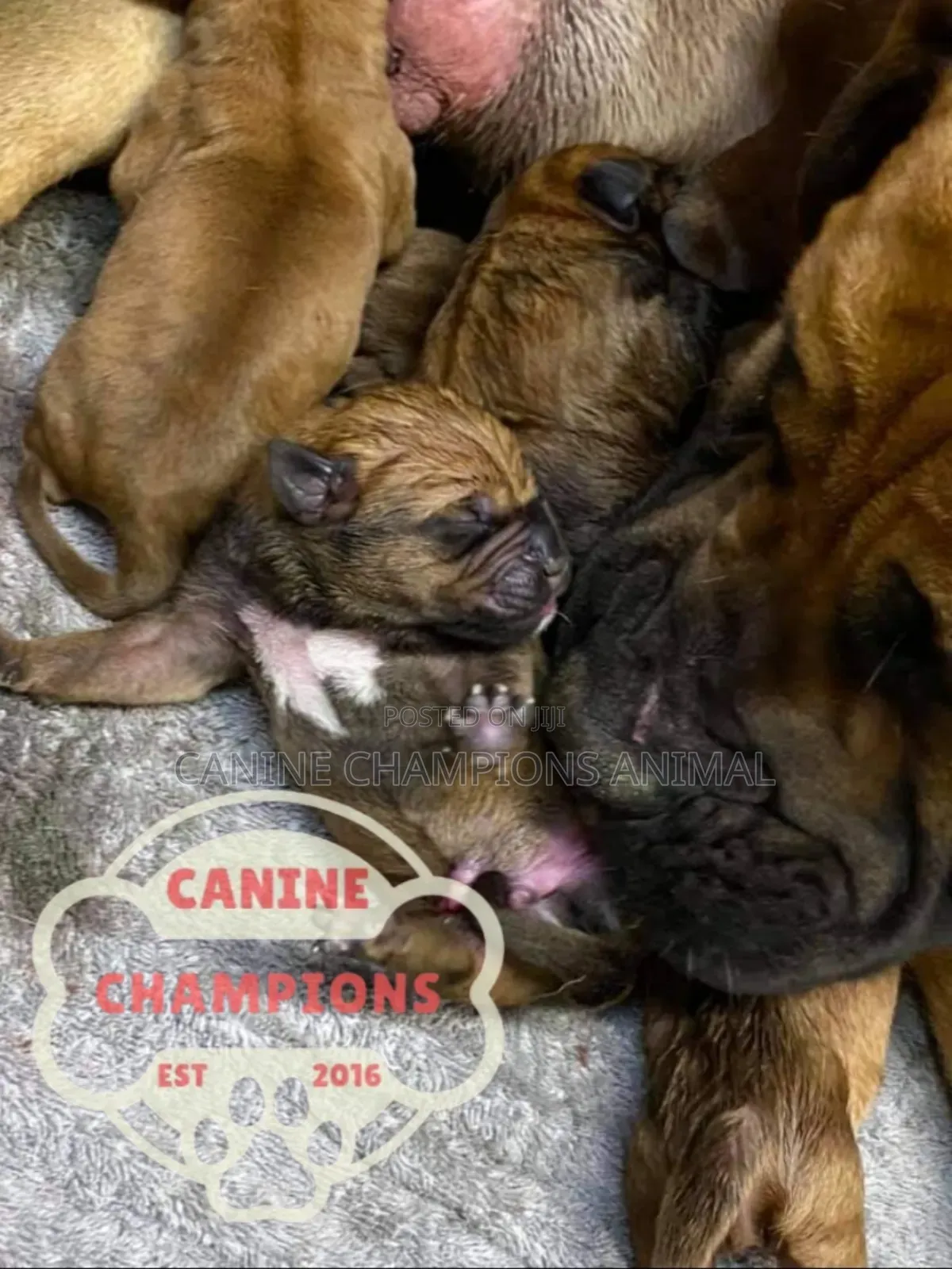 1-3 months Female Purebred Boerboel