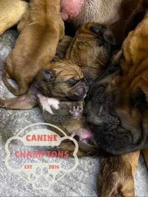 1-3 months Female Purebred Boerboel