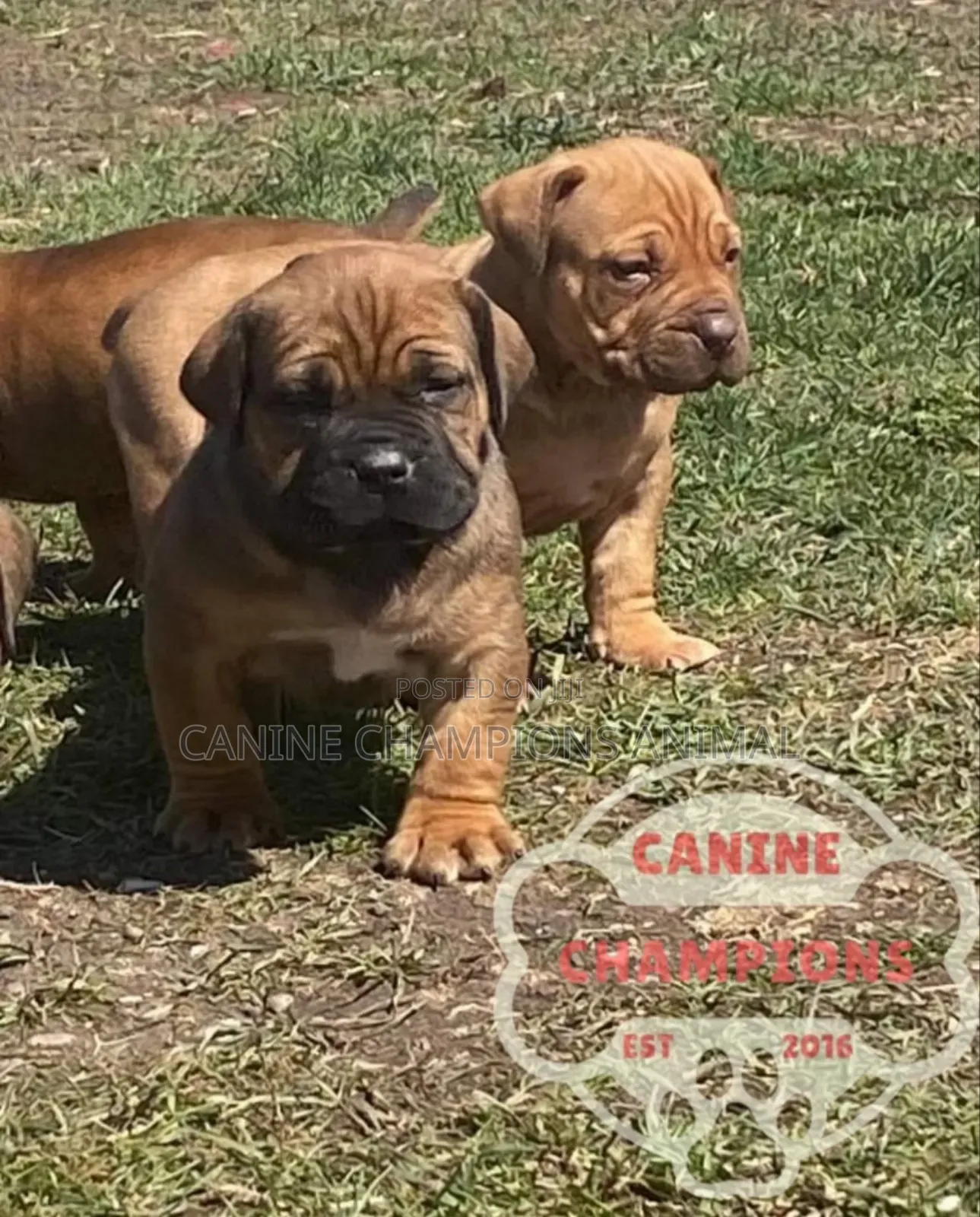 1-3 months Female Purebred Boerboel