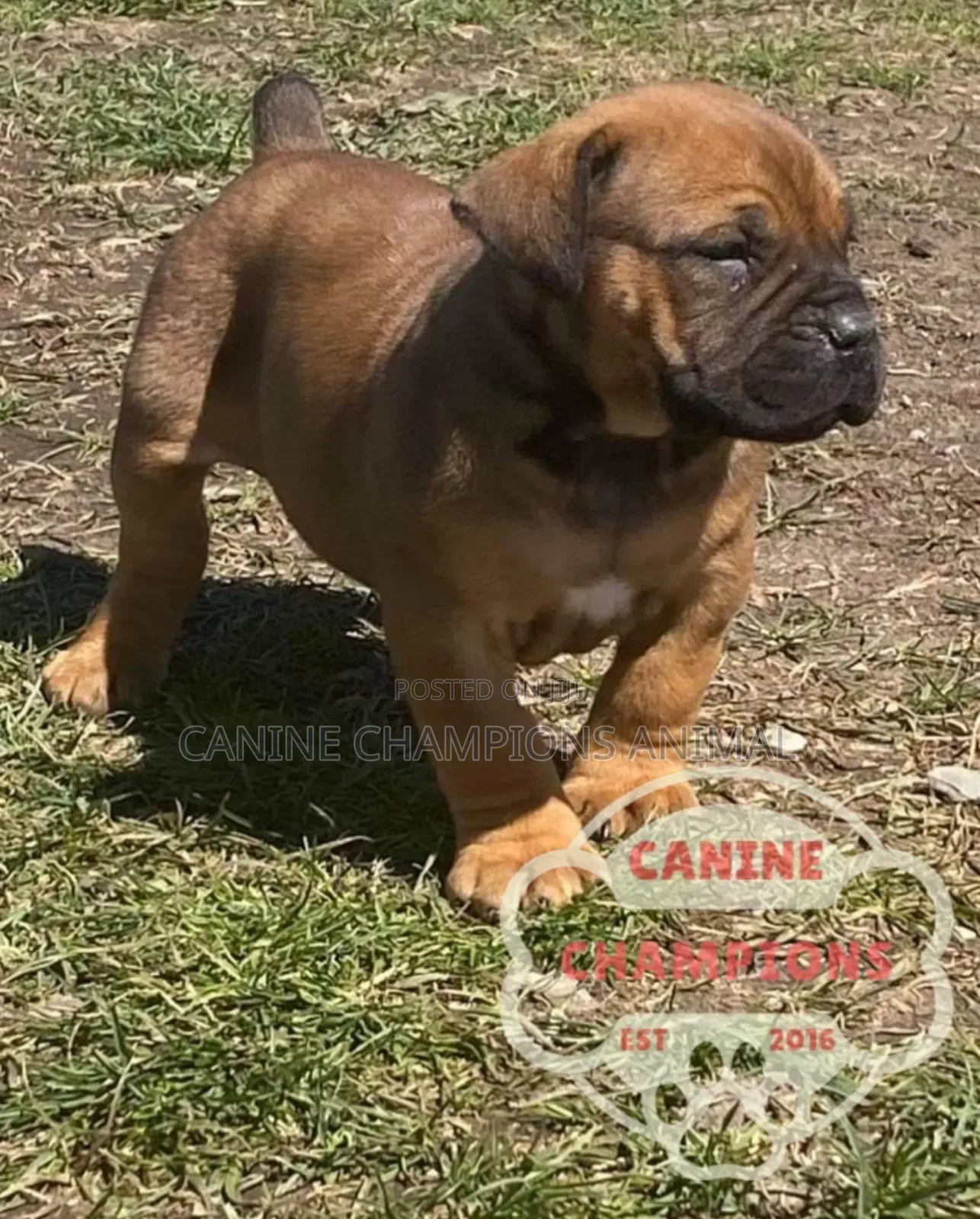 1-3 months Female Purebred Boerboel