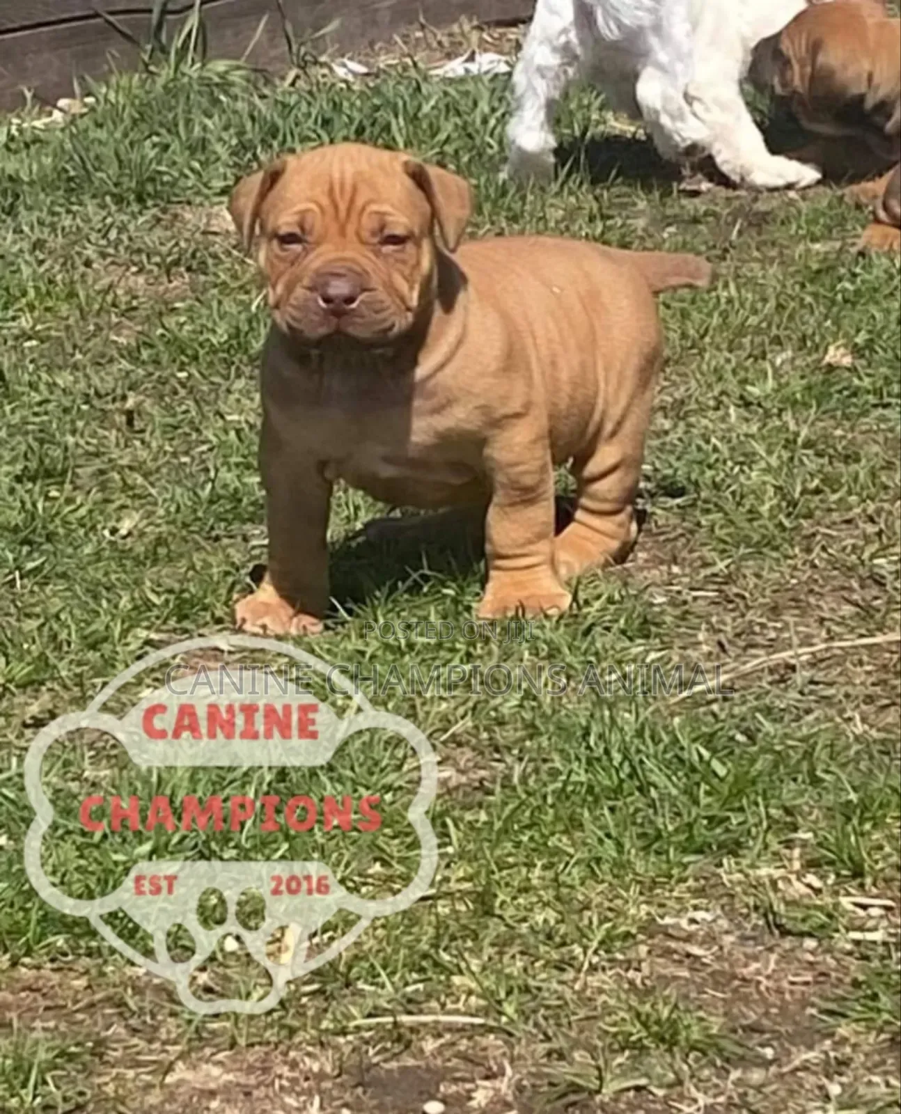 1-3 months Female Purebred Boerboel