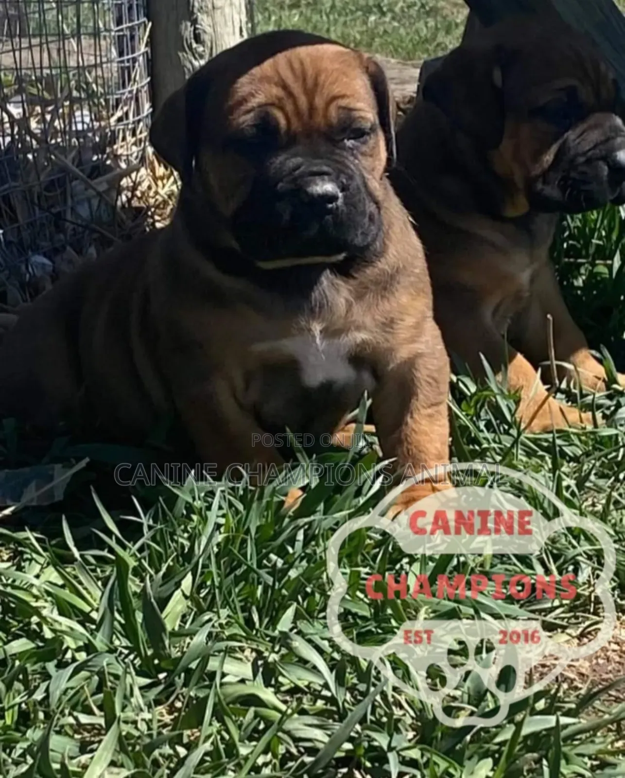 1-3 months Female Purebred Boerboel