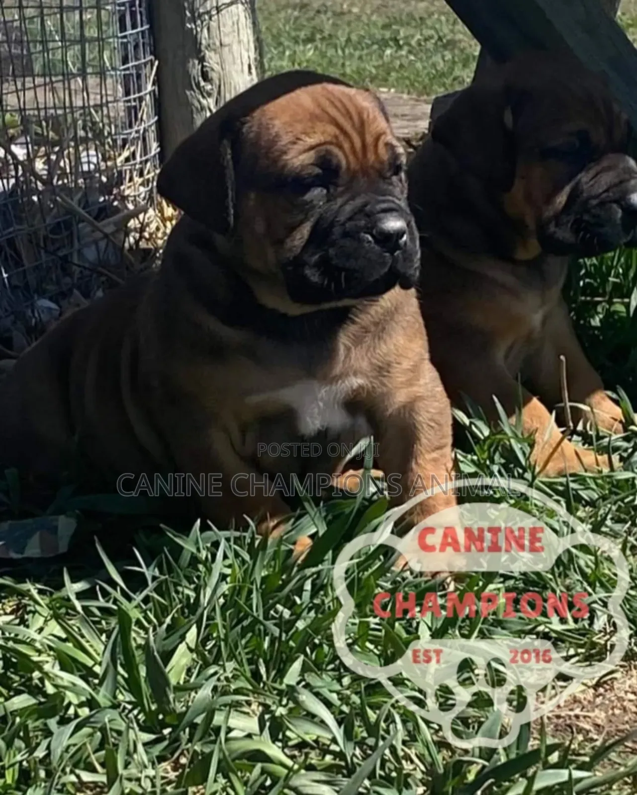 1-3 months Female Purebred Boerboel
