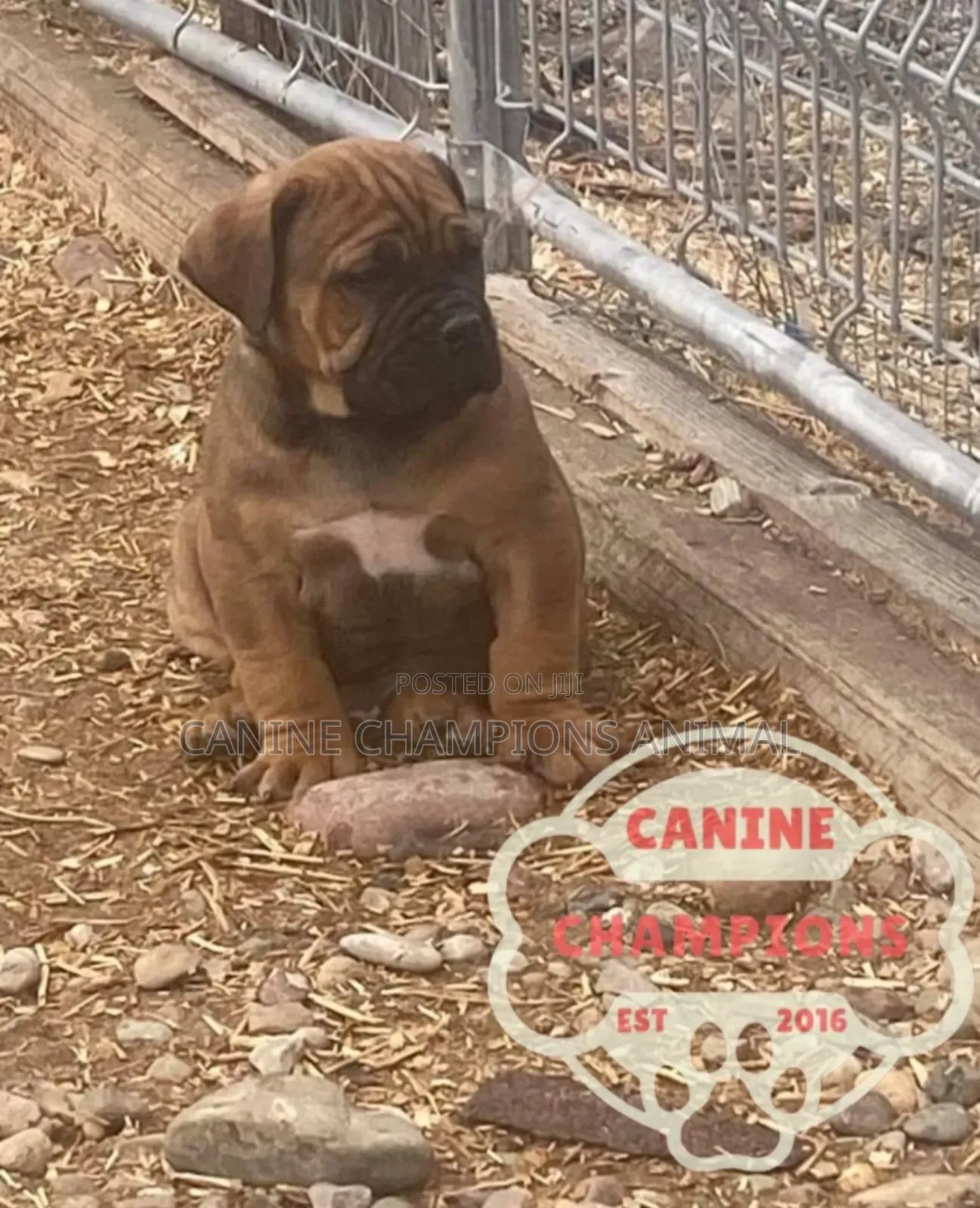 1-3 months Female Purebred Boerboel