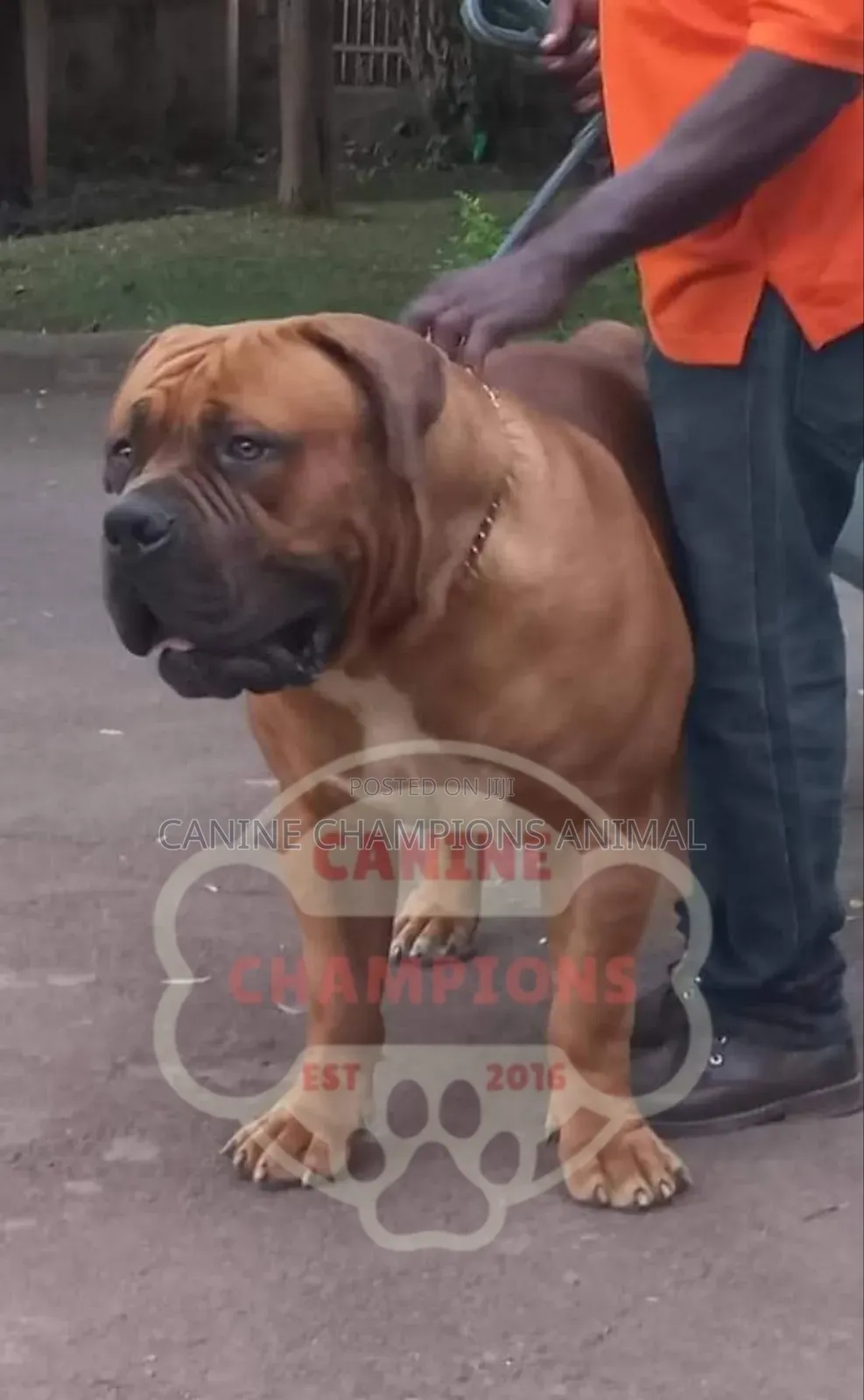 1-3 months Female Purebred Boerboel