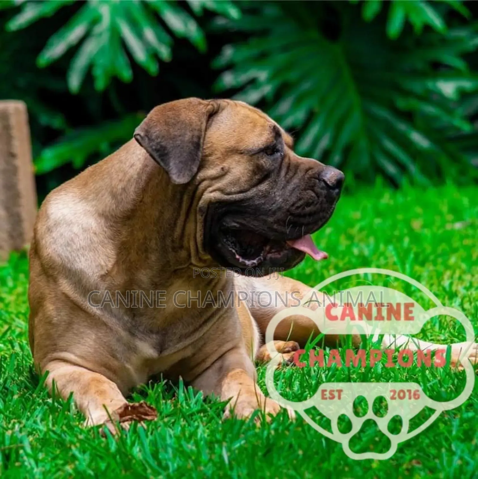 1-3 months Female Purebred Boerboel
