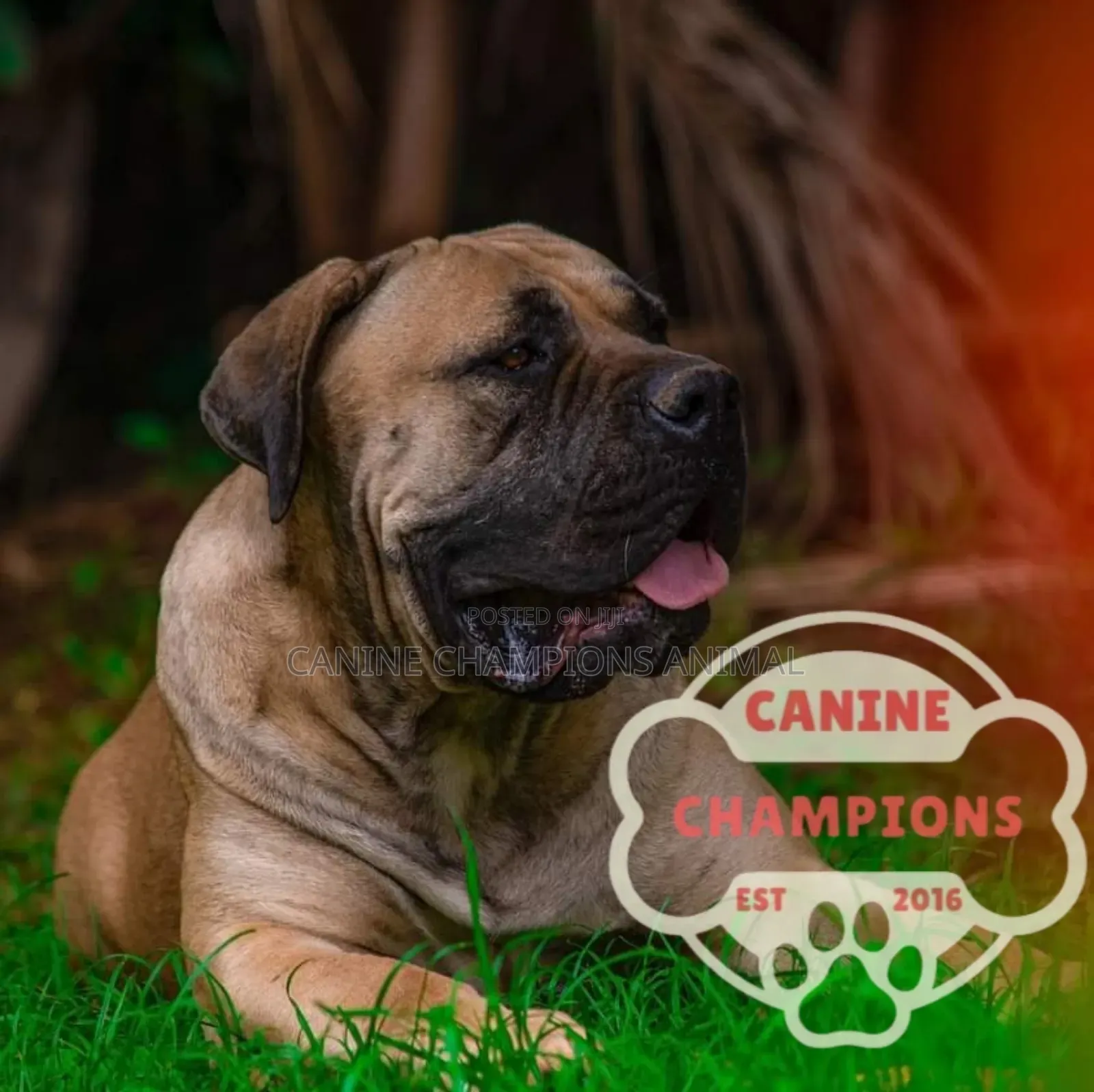 1-3 months Female Purebred Boerboel