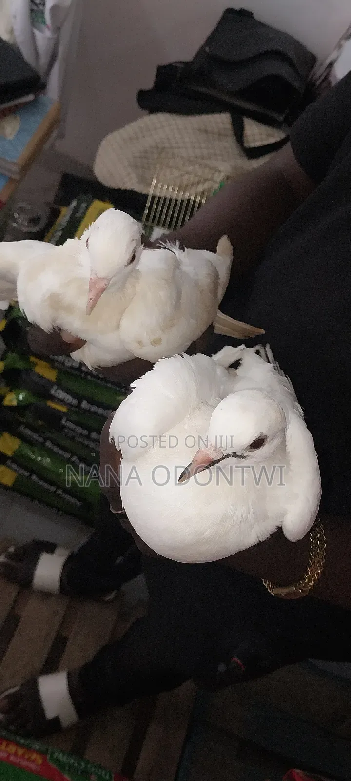 Very Beautiful Pigeons