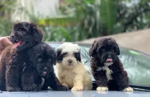 1-3 months Male Purebred Poodle