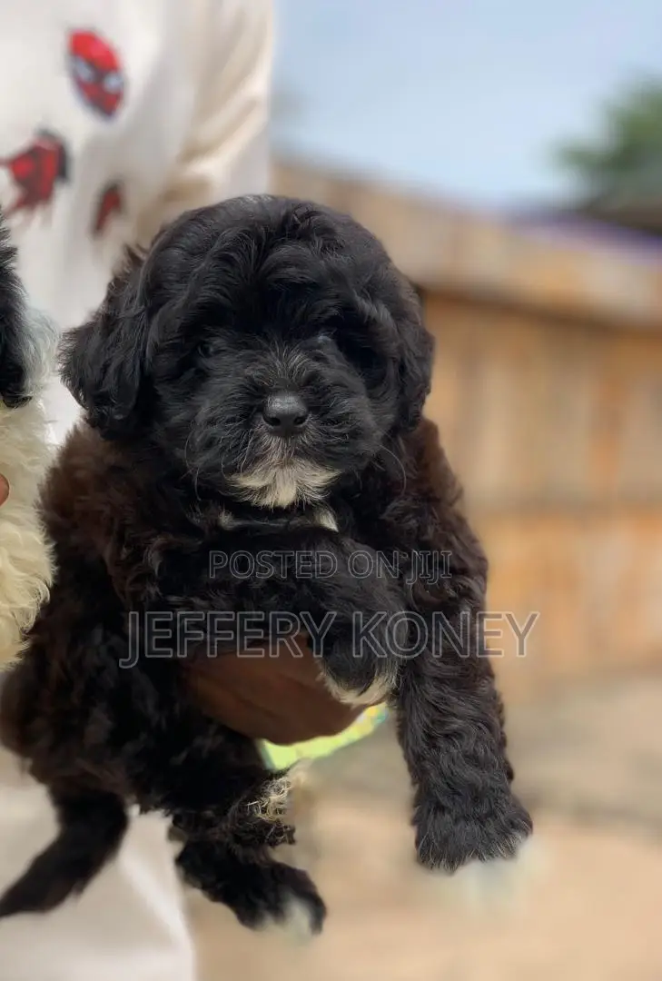 1-3 months Male Purebred Poodle