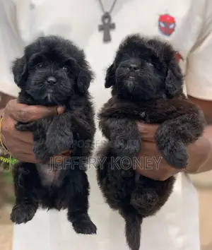 1-3 months Male Purebred Poodle