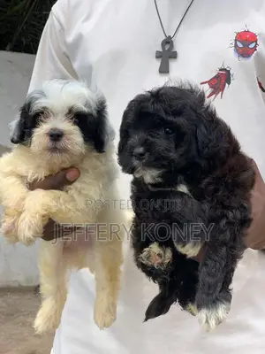1-3 months Male Purebred Poodle