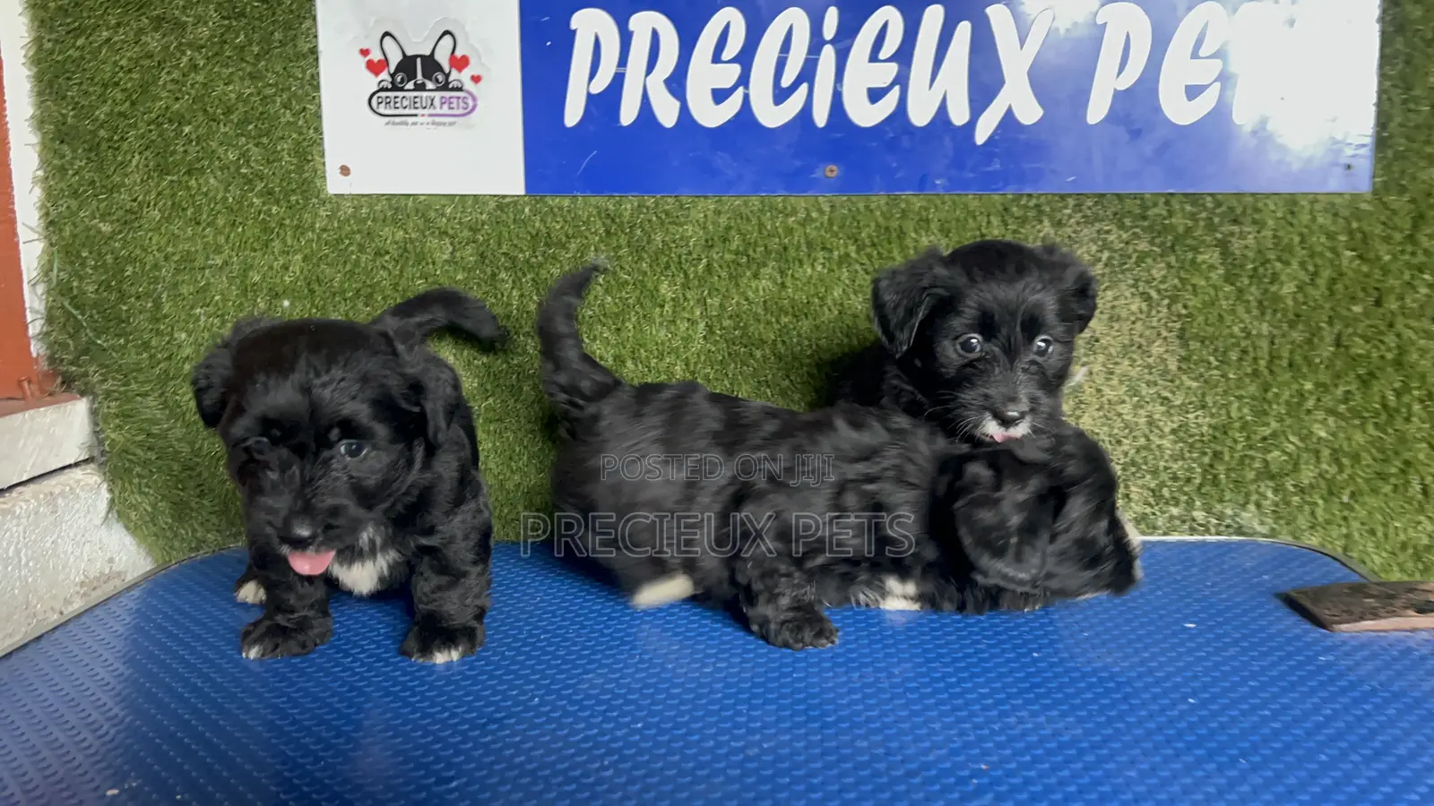 1-3 months Female Mixed Breed Maltipoo