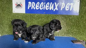 1-3 months Female Mixed Breed Maltipoo