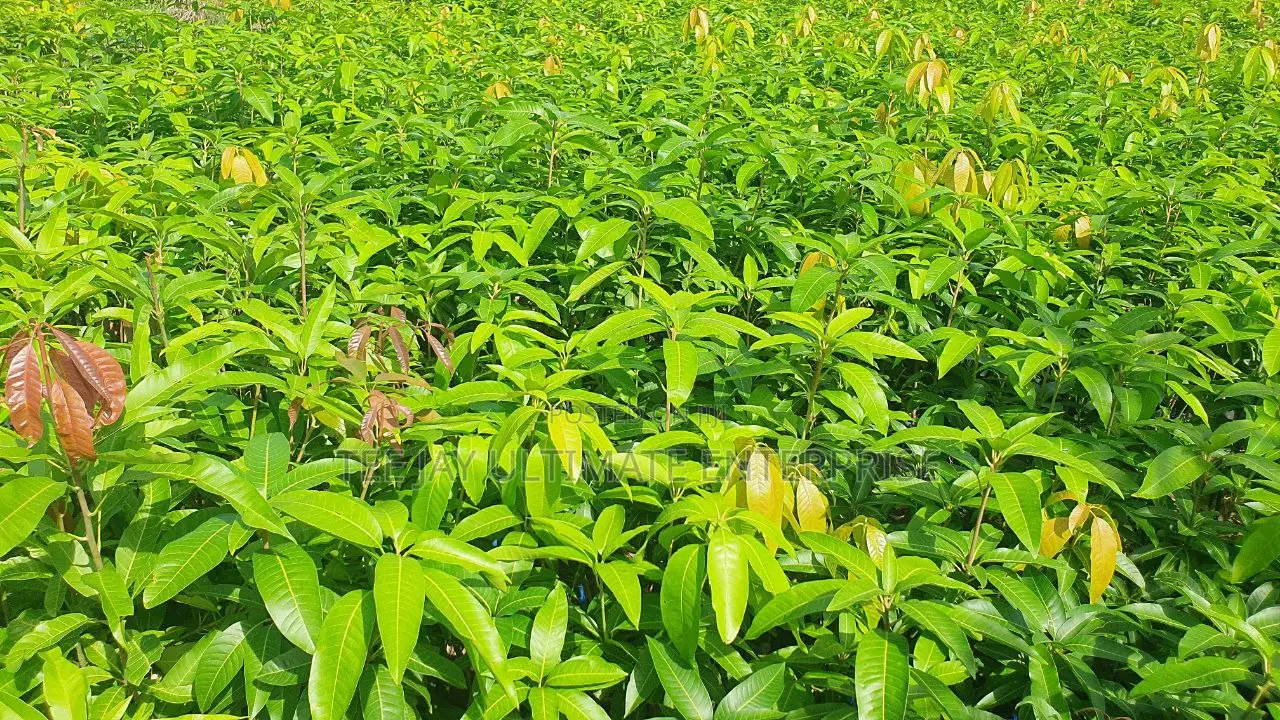 Mango Seedlings