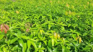 Mango Seedlings