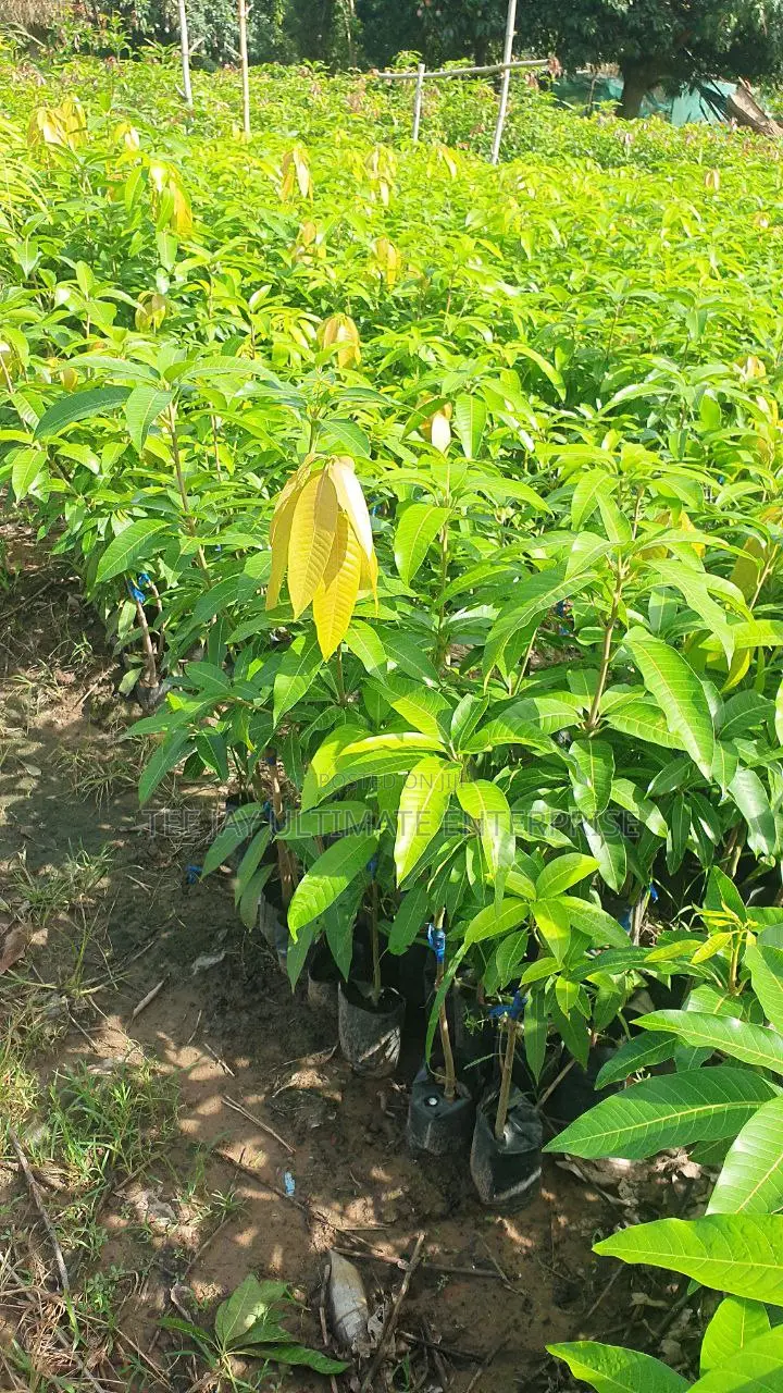 Mango Seedlings