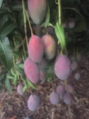 Mango Seedlings