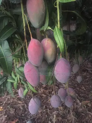 Mango Seedlings