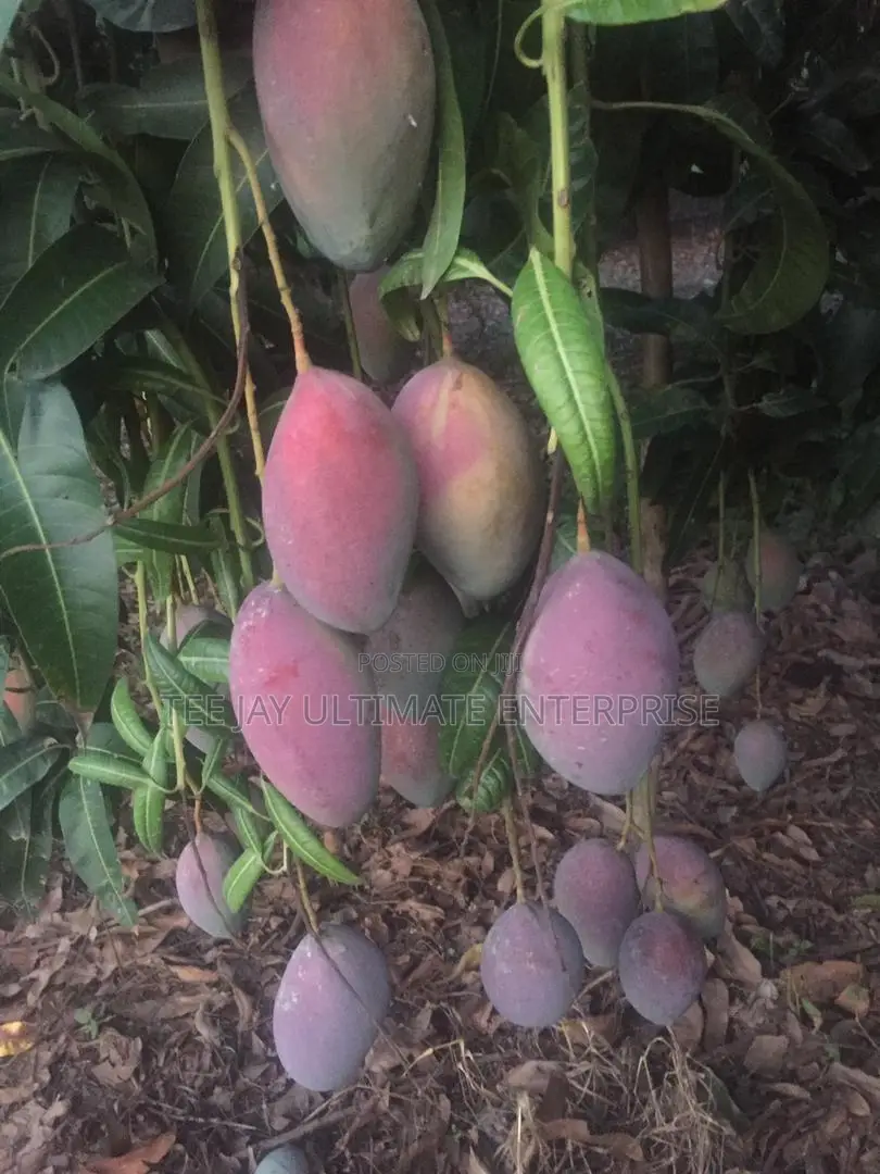 Mango Seedlings