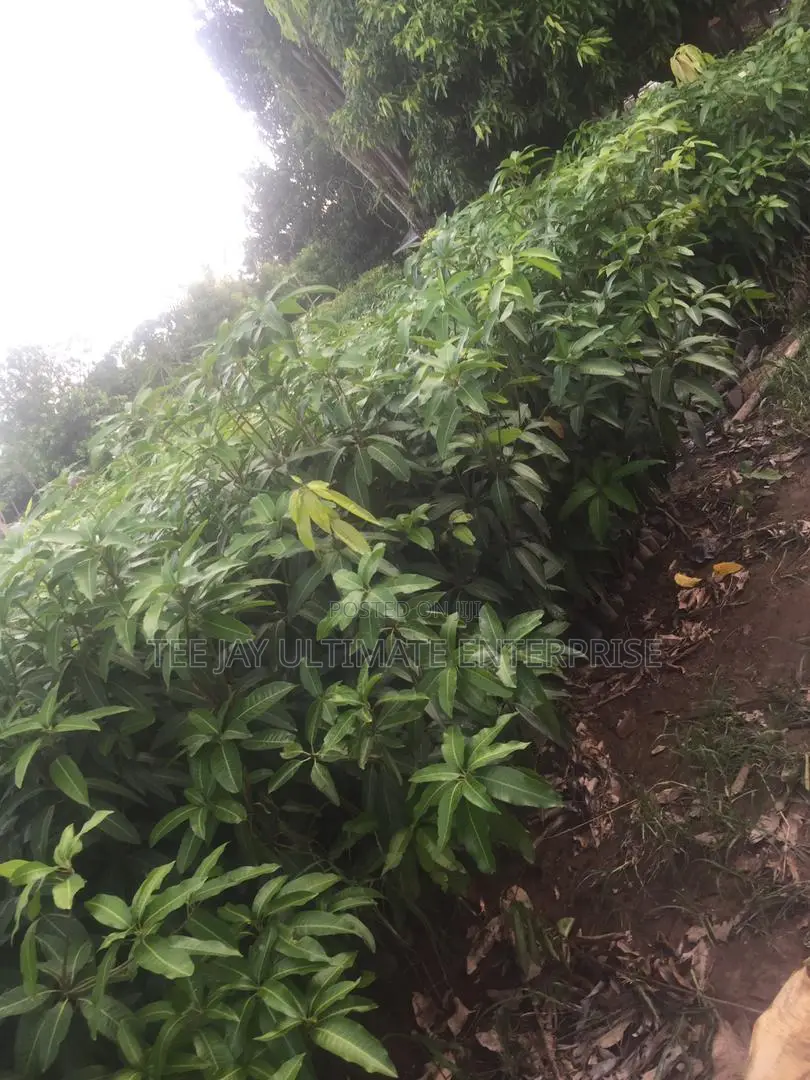 Mango Seedlings