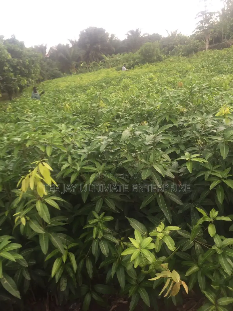 Mango Seedlings