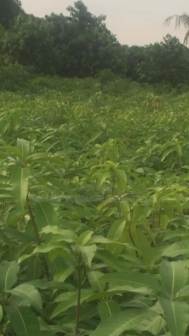 Mango Seedlings