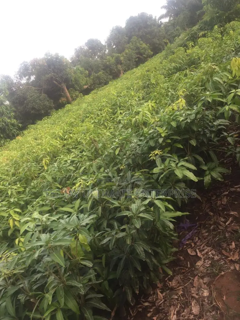 Mango Seedlings