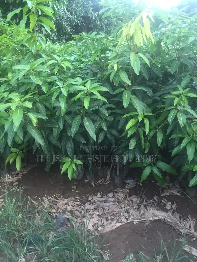 Mango Seedlings