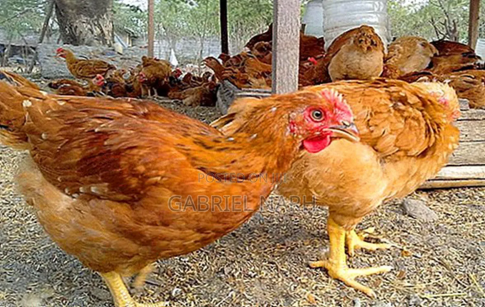 Sasso Chicken Day Old Chicks