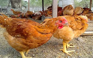 Sasso Chicken Day Old Chicks