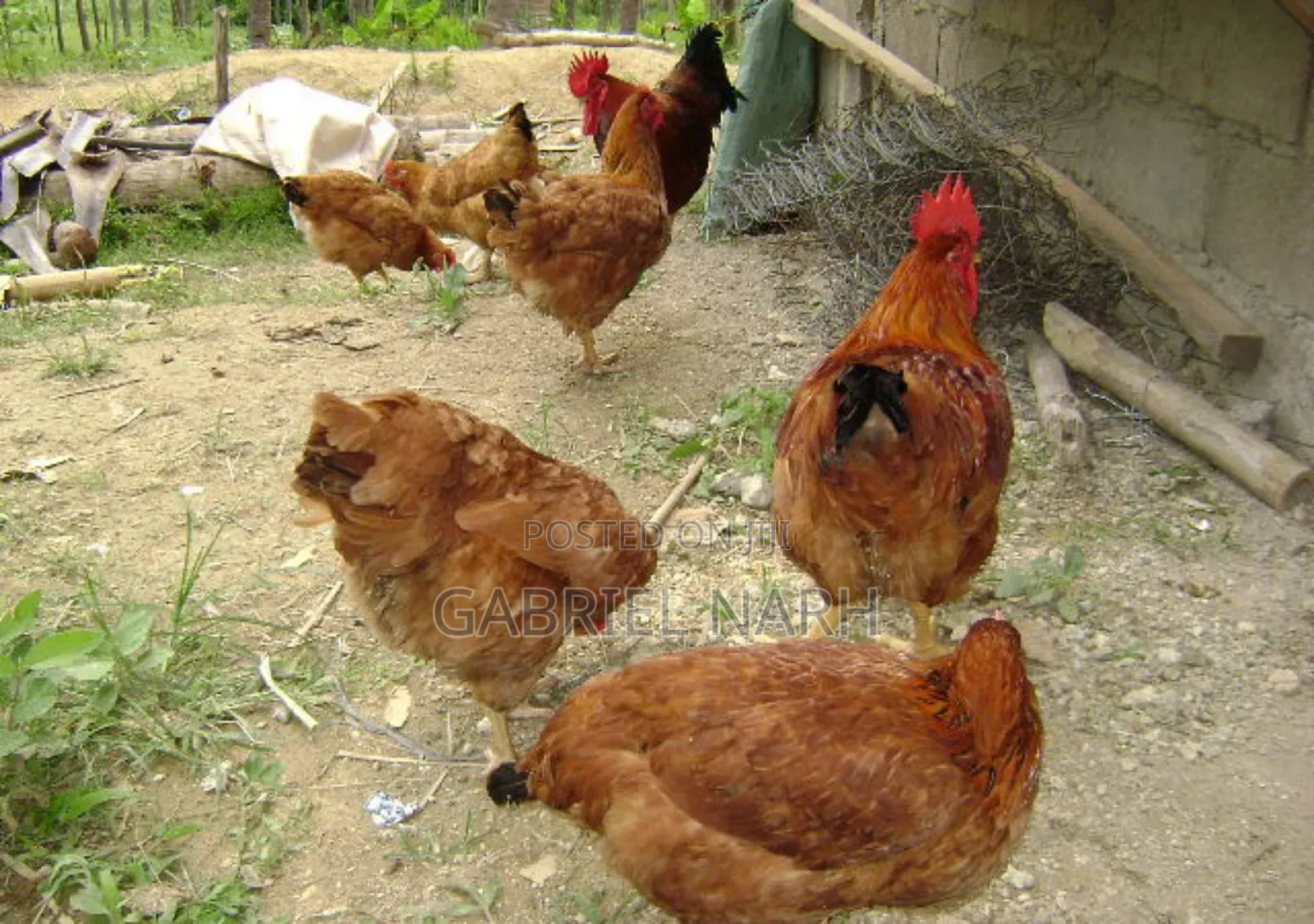 Sasso Chicken Day Old Chicks