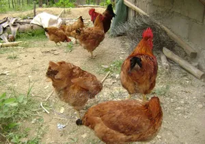 Sasso Chicken Day Old Chicks