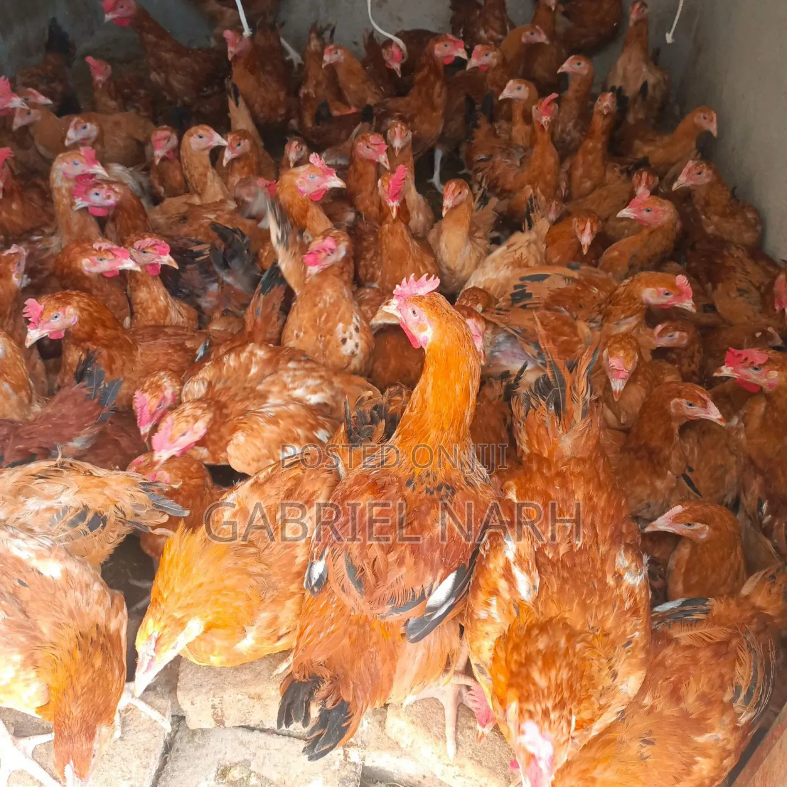 Sasso Chicken Day Old Chicks
