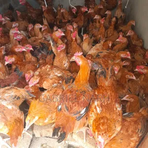Sasso Chicken Day Old Chicks