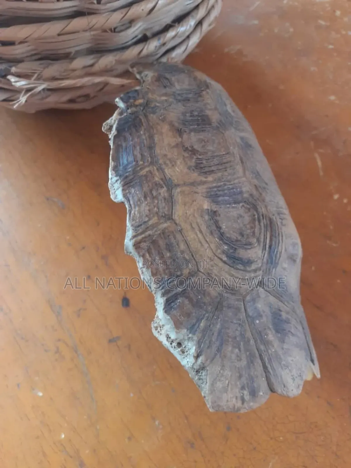 Tortoise Shell