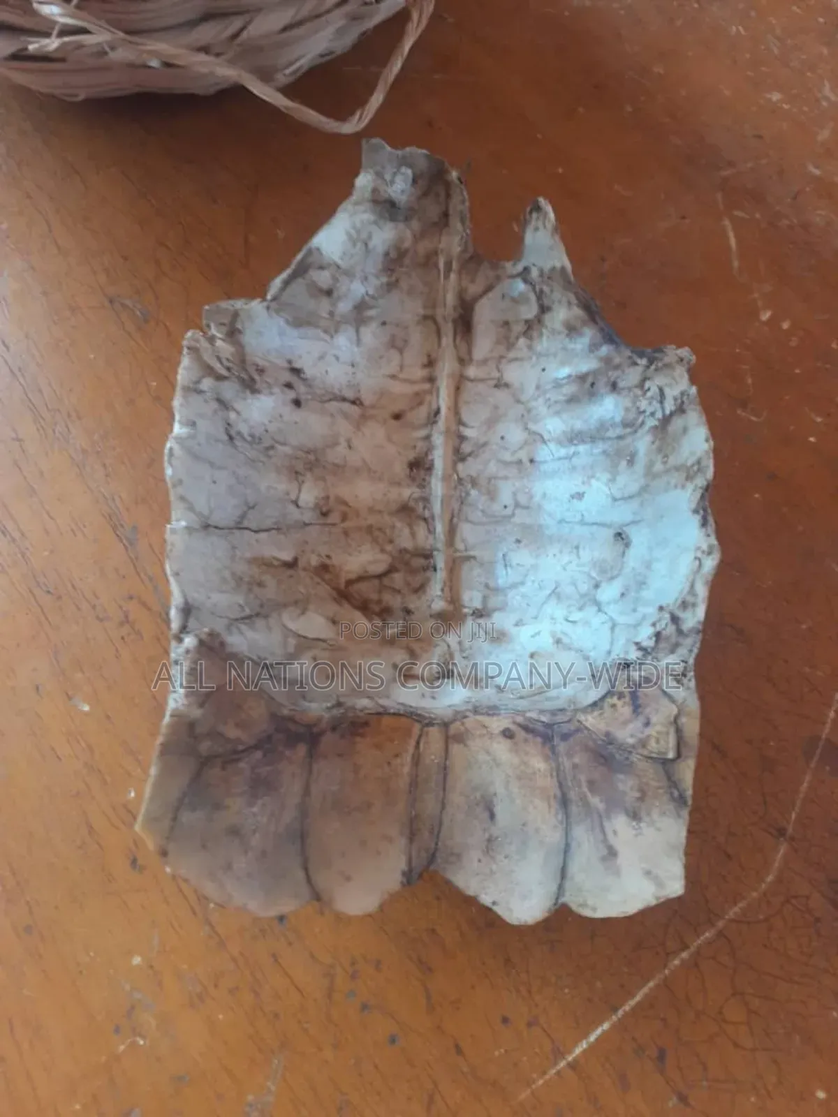 Tortoise Shell