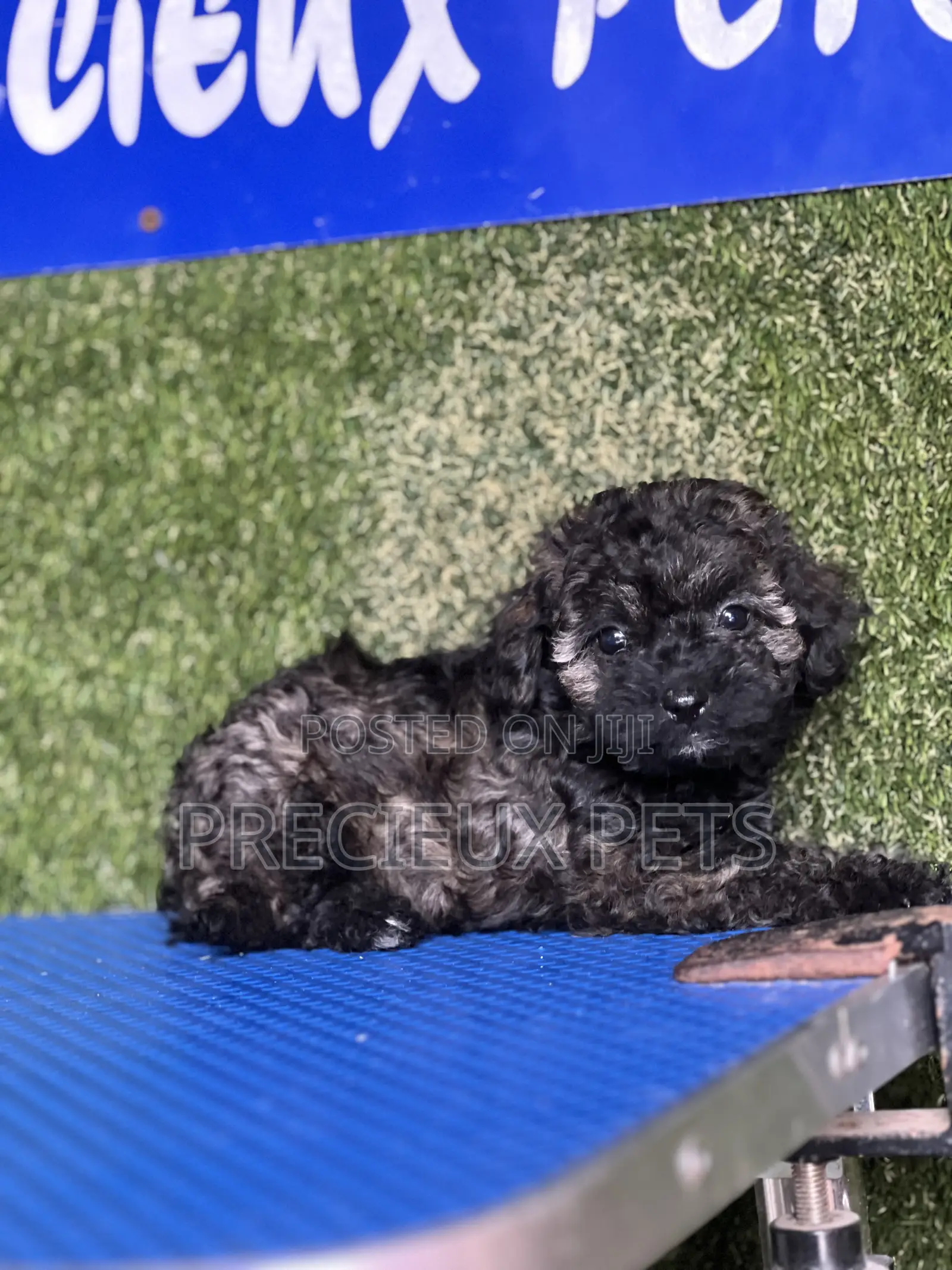 1-3 months Female Purebred Poodle
