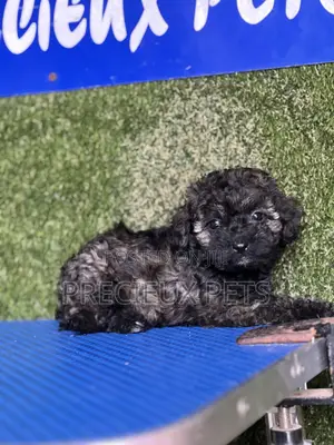 1-3 months Female Purebred Poodle