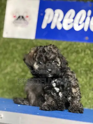 1-3 months Female Purebred Poodle