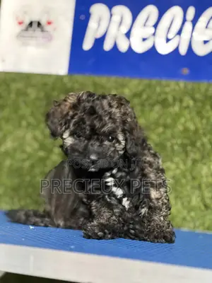 1-3 months Female Purebred Poodle