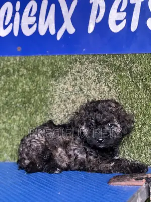 1-3 months Female Purebred Poodle