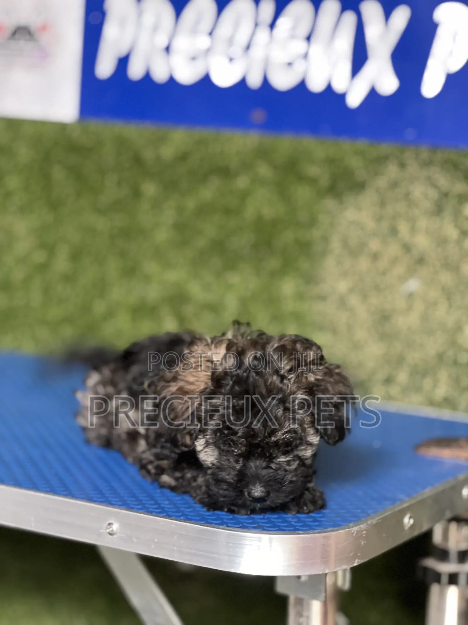 1-3 months Female Purebred Poodle