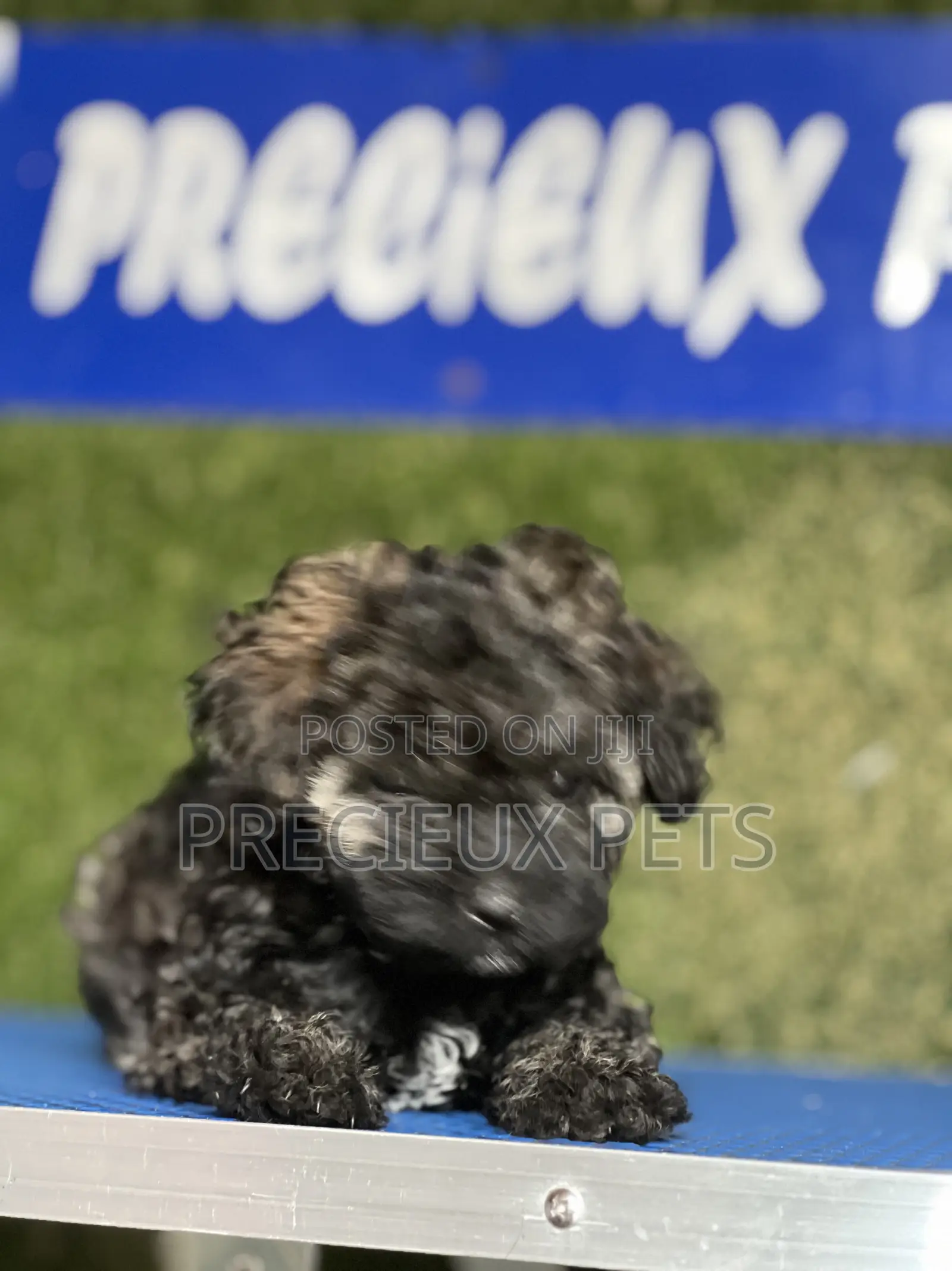 1-3 months Female Purebred Poodle