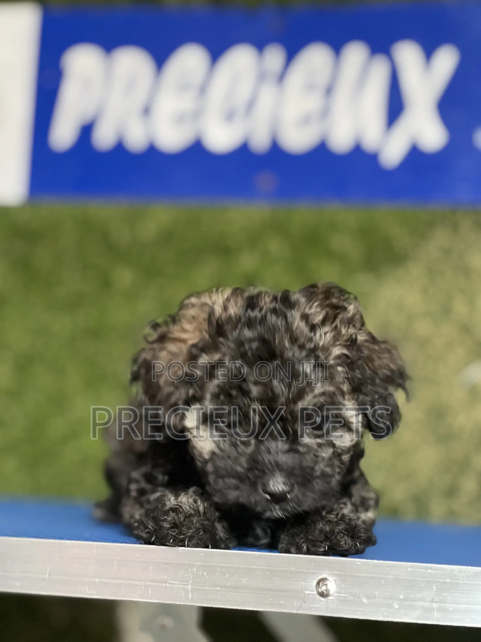 1-3 months Female Purebred Poodle