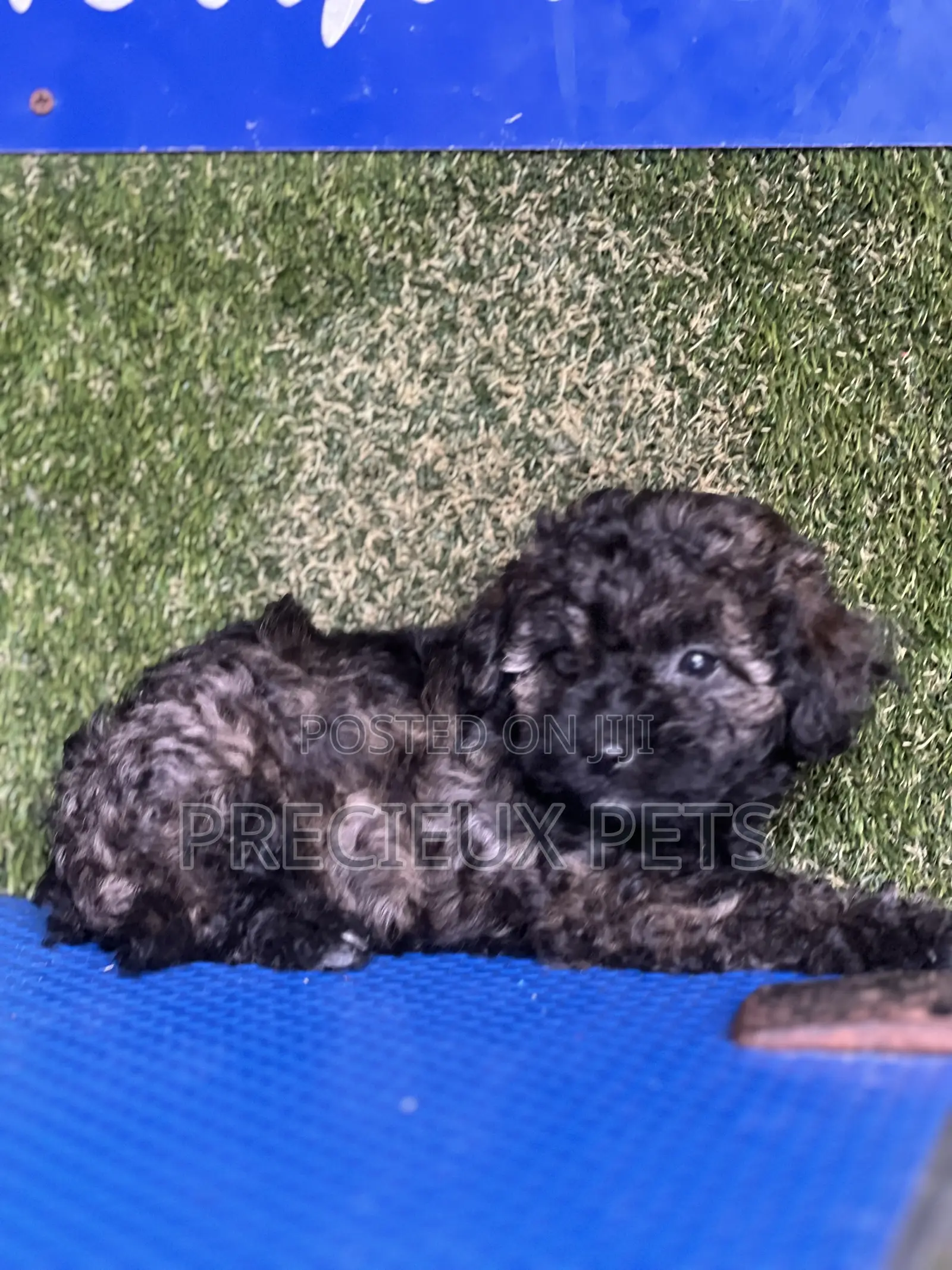 1-3 months Female Purebred Poodle